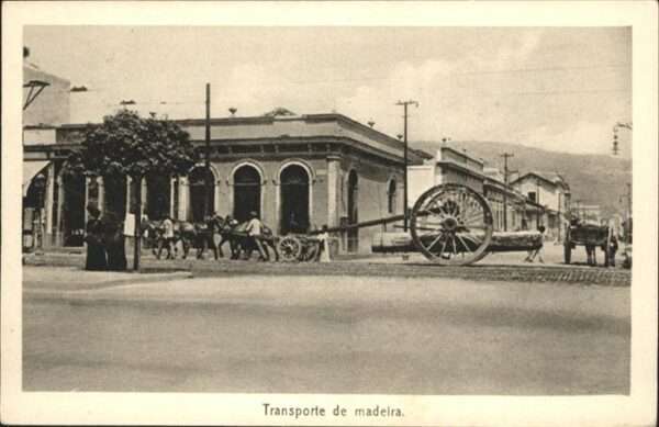 Madeira Portugal Transporte Pferd