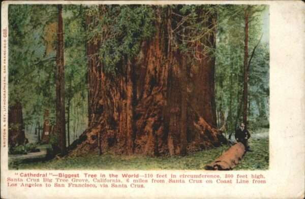 Santa Cruz California Cathedral Biggest Tree