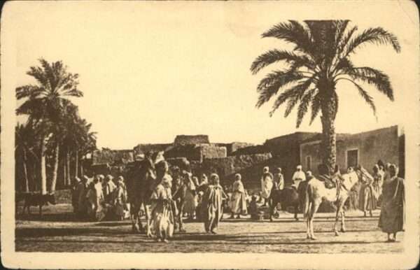 Tlemcen Pferd