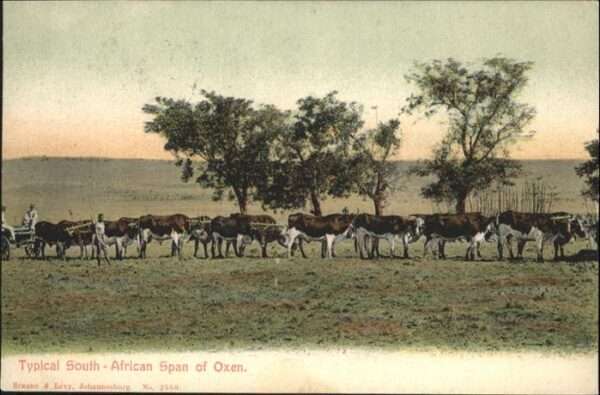 Suedafrika Span of Oxen