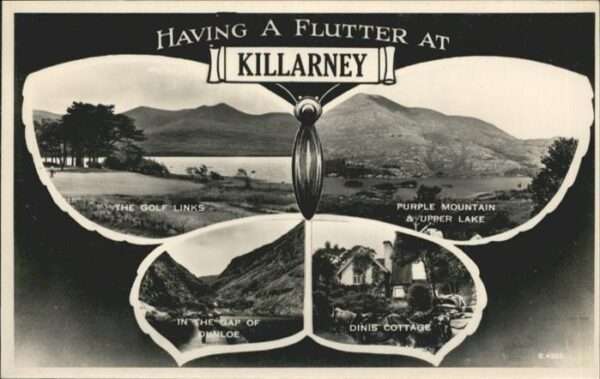 Killarney Kerry Schmetterling