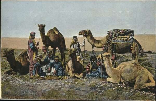 Kamel  Camel Chameau