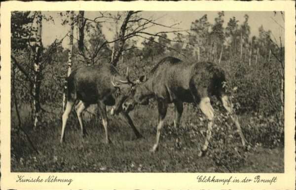 Tiere Elch Kampf Brunft