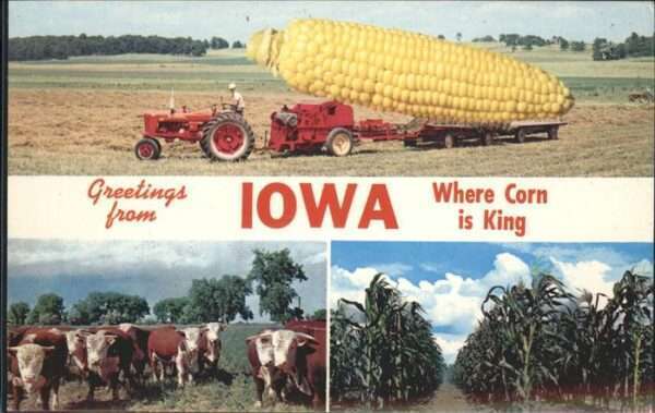 Landwirtschaft Iowa Maiskolben Kühe
