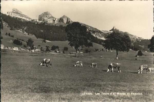 Leysin Kühe