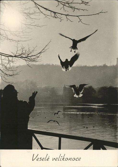 Vltave Vögel