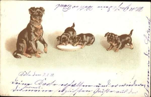 Hunde