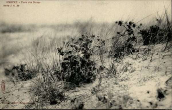 Knocke Dunes