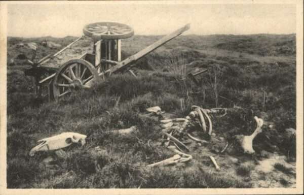 Poelcapelle Pferdegerippe Wagen