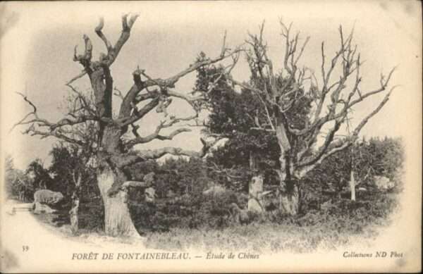 Fontainebleau Foret