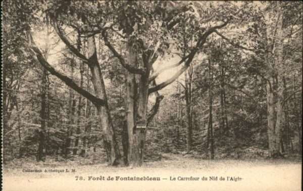 Fontainebleau Foret Carrefour Nid Aigle