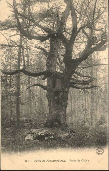 Fontainebleau Foret Etude Chene