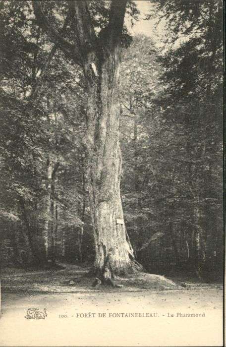 Fontainebleau Foret Pharamond