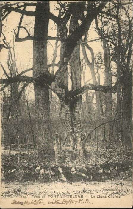 Fontainebleau Foret Chene Charme