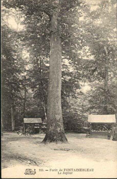 Fontainebleau Foret Jupiter