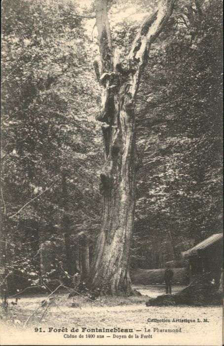 Fontainebleau Foret Pharamond