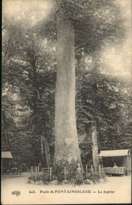 Fontainebleau Foret Jupiter