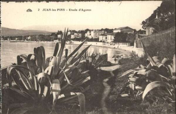 Juan-les-Pins Antibes 06 Juan-les-Pins Etude Agaves