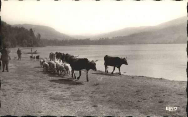Le Lac-d Issarles Schaf Rind