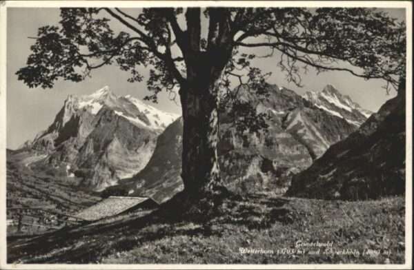 Grindelwald Wetterhorn Schreckhorn