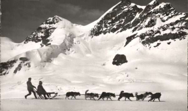 Jungfrau BE Jungfrau Polarhunde