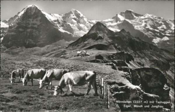 Maennlichen schuggen Eiger Mönch Jungfrau Kühe *