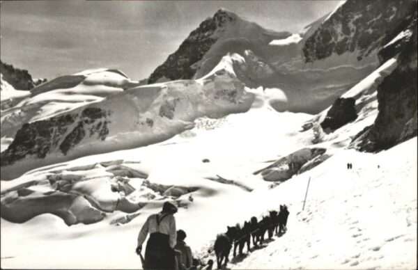 Jungfrau BE Jungfrau Rottalhorn Polarhunde
