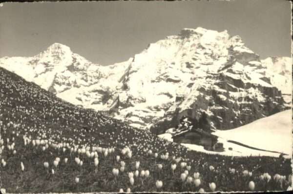 Winteregg Mönch Jungfrau
