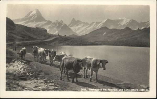 Grindelwald Bachalpsee Kühe