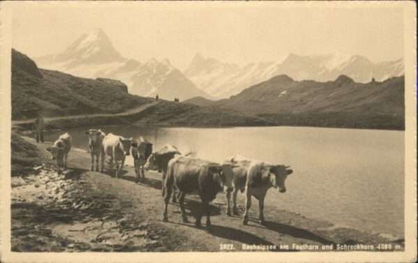 Faulhorn Bachalpsee Kühe