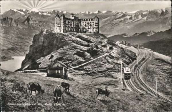 Rigi Kulm Kühe Bahn