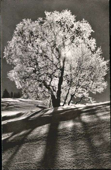 Davos GR Davos Baum