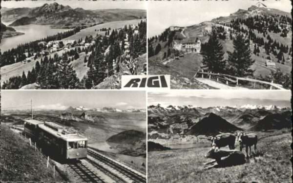 Rigi Kaltbad Kühe Zug