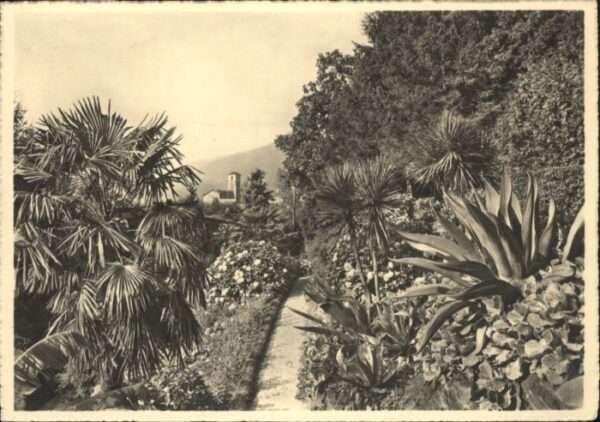 Brissago TI Brissago Tropische Vegetation