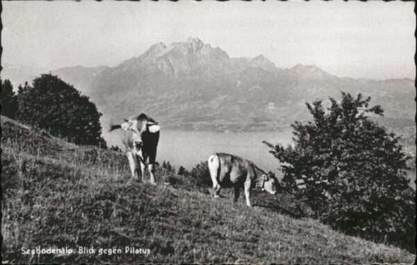 Pilatus Seebodenalp Kühe