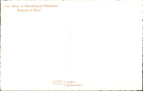 Riederalp Naturschutzpark Aletschwald – Bild 2