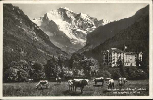 Interlaken BE Interlaken Hotel Jungfraublick Kühe