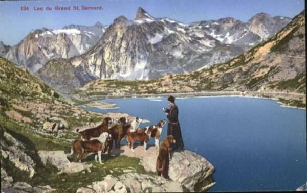 Grand Saint Bernard Lac Bernhardiner