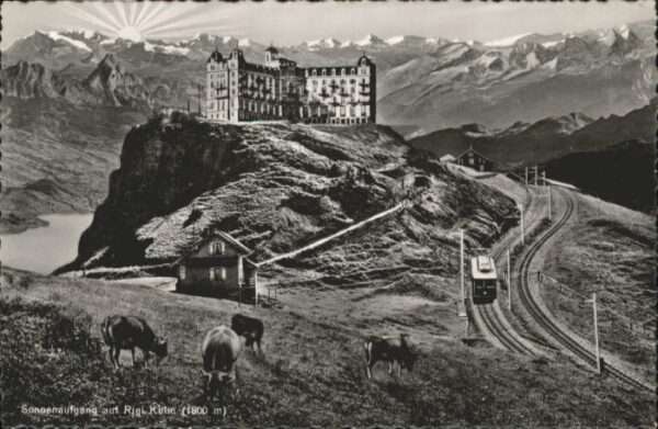 Rigi Kulm Kühe Bahn