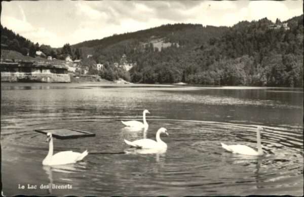 Les Brenets Schwan