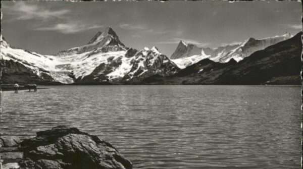 Grindelwald Bachsee Kühe