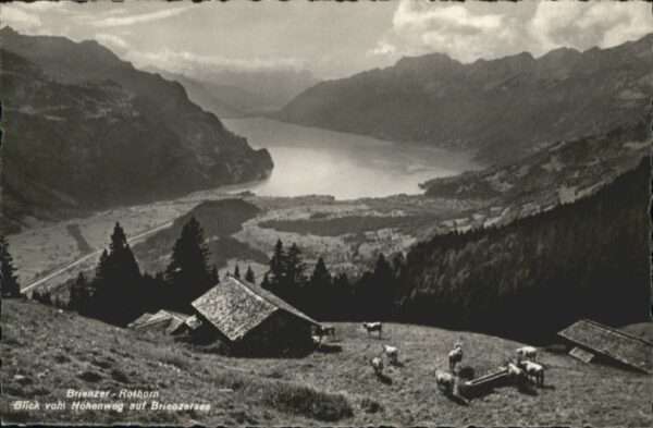 Brienzer Rothorn BE Brienzer_Rothorn  Kühe Brunnen