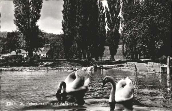 St Petersinsel Schwan