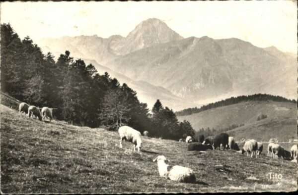 Aspin-Aure