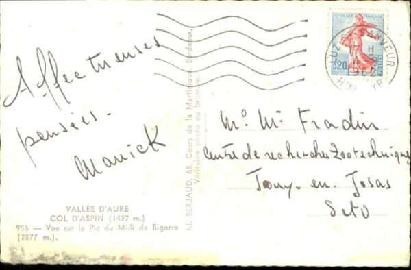 Aspin-Aure – Bild 2