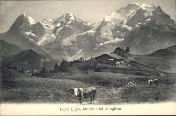 Eiger Grindelwald Kuh Mönch Jungfrau