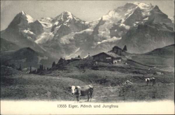 Eiger Grindelwald Kuh Mönch Jungfrau