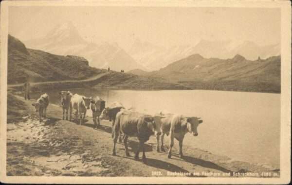 Bachalpsee Kühe Faulhorn Schreckhorn