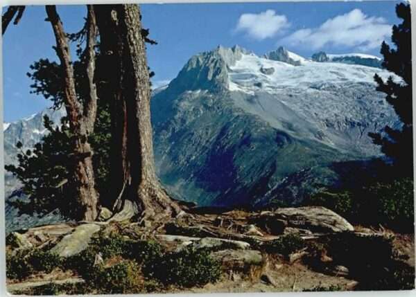 Riederalp [Stempelabschalg] Aletschwald Fusshörne