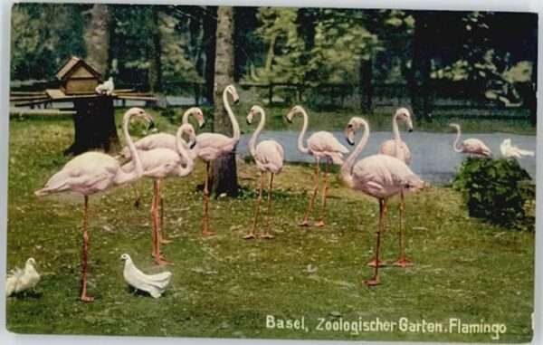 Basel BS Basel Flamingo